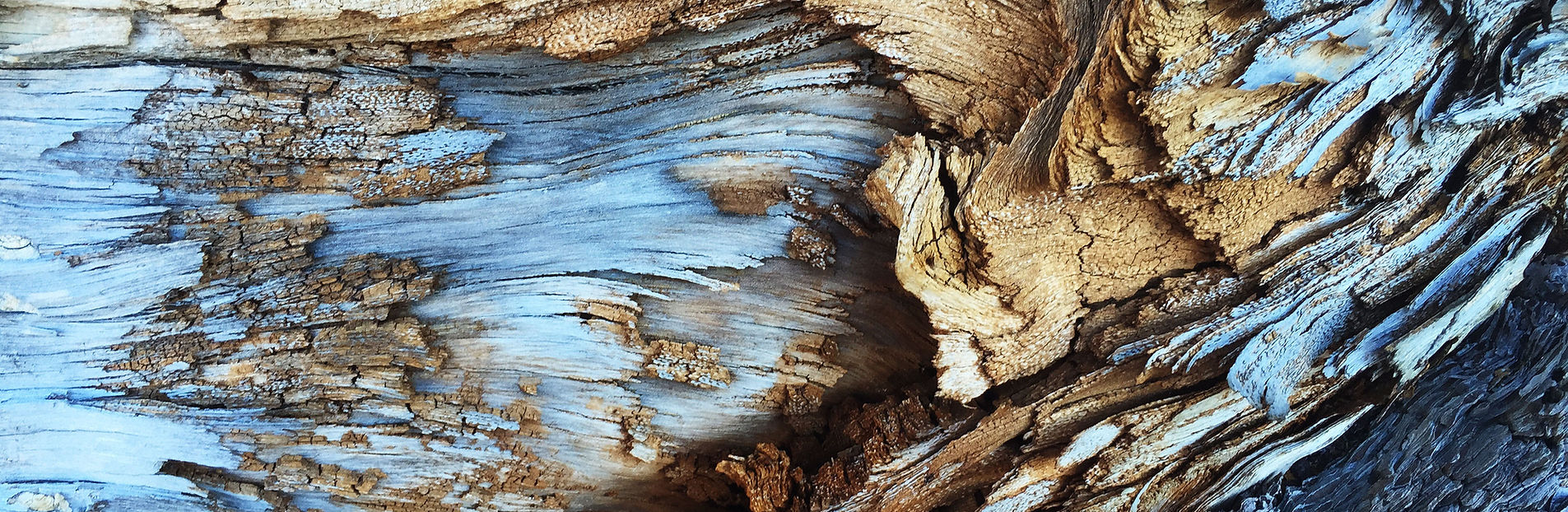 A weathered tree on open ground